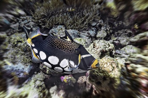 Clown triggerfish (Balistoides conspicillum), with cleaner fish (Labrichthyini), Wakatobi Dive