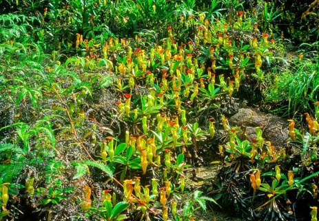 Seychelles, flora, pitcher plants, Africa