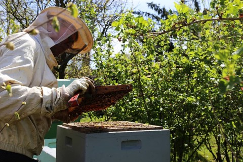 Beekeeper works on his hive