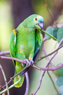 Blue-fronted Amazon (Amazona aestiva (Pantanal Brazil