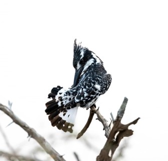 Pied kingfisher (Ceryle rudis) sitting on a branch, grooming its feathers, Kruger National Park,