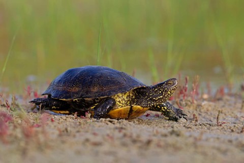 European pond turtle (Emys orbicularis), Danube Delta Biosphere Reserve, Romania, Europe