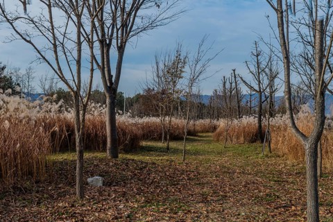 Walking path through autumn landscape of leafless trees growing in field of feather grass
