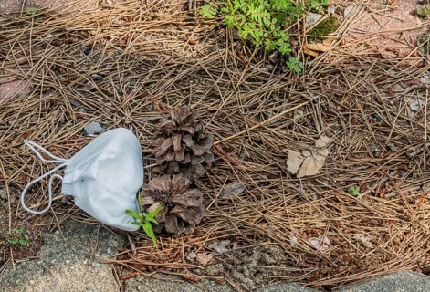 Discarded white medical face mask laying on dry pine needles next to brick sidewalk