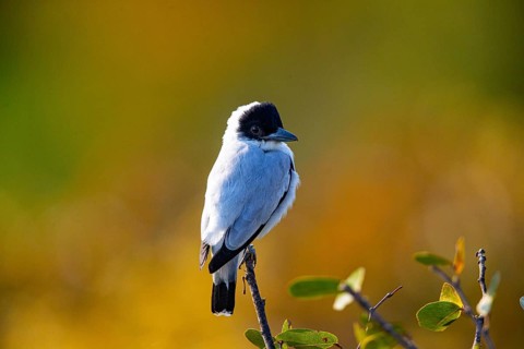 Black-crowned Tityra (Tityra inquisitor inquisitor) Pantanal Brazil