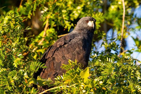 Black buzzard (Buteogallus urubutinga) Pantanal Brazil