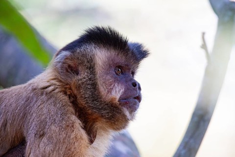 Crested capuchin (Cebus apella) Pantanal Brazil