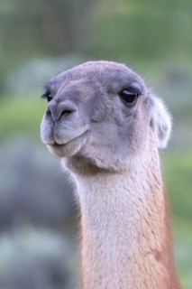 Guanaco (Llama guanicoe), Huanaco, adult, animal portrait, Torres del Paine National Park,