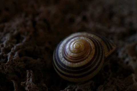 Small snail shell in shades of yellow and brown lies on a colour-matching background of tuff,