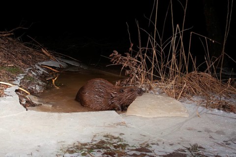 European beaver (Castor fiber) opens frozen access in winter at the beaver lodge, Thuringia,