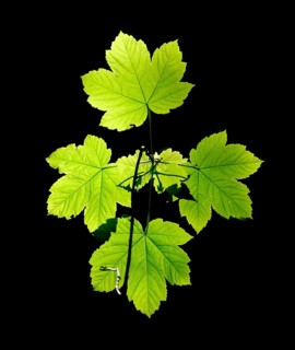 Leaves of sycamore maple (Acer pseudoplatanus) against the light
