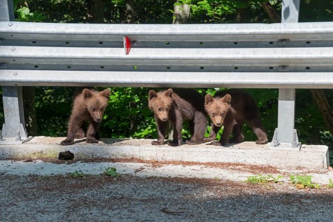 Three young brown bears curiously exploring a crash barrier at the roadside, European brown bear