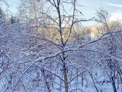 Young birch tree with ice-covered branches, black ice, Liederbach, Dillendorf,