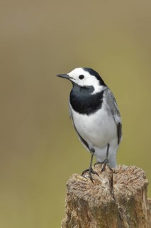White wagtail (Motacilla alba), sitting on a tree stump, Wilnsdorf, North Rhine-Westphalia,