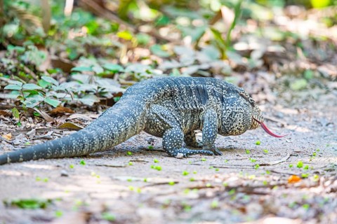 Gold tegu (Tupinambus teguixin) Pantanal Brazil