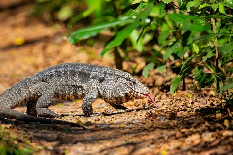 Gold tegu (Tupinambus teguixin) Pantanal Brazil