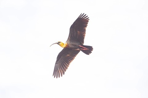 White-necked Ibis (Theristicus caudatus hyperorius) Pantanal Brazil