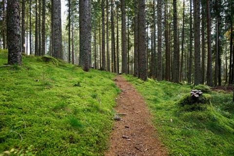 Spruce forest with moss and hiking trail, near Hinterzarten, Black Forest, Baden-Wuerttemberg,