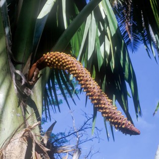 Seychelles, Praslin, Vallee de Mai, Coco de Mer male, Africa