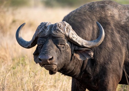 African buffalo (Syncerus caffer caffer) with grass in mouth, bull in African savannah, animal