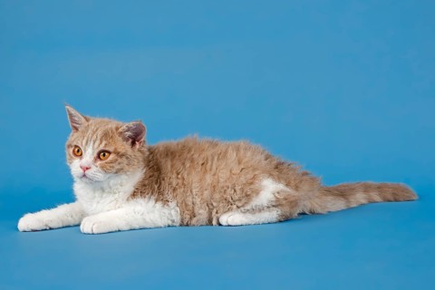 Pedigree cat Selkirk Rex, kitten, age 10 weeks, colour fawn tortie white, lying, studio photo