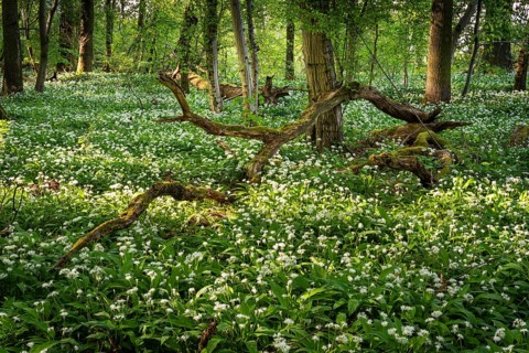 A sunny deciduous forest with white flowering ramson (Allium ursinum) in spring. Dead wood lies on