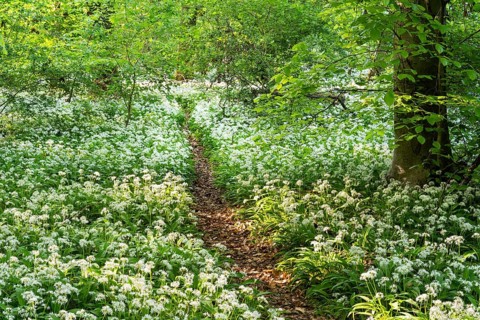 A path leads through a deciduous forest with white flowering ramson (Allium ursinum) in spring in