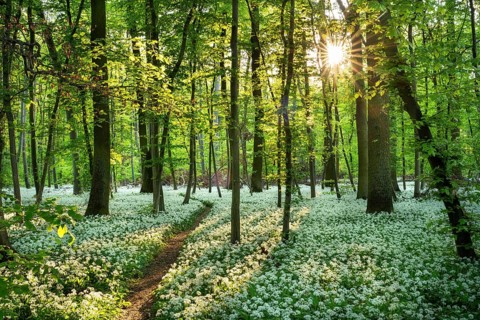 A path leads through a deciduous forest with white flowering ramson (Allium ursinum) in spring.