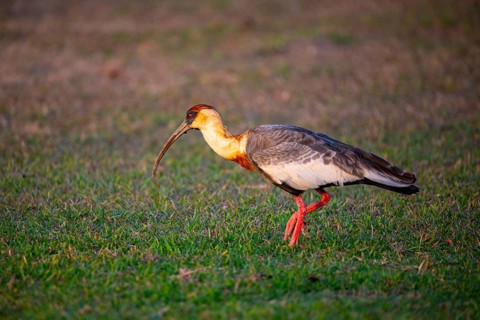 White-necked Ibis (Theristicus caudatus hyperorius) Pantanal Brazil