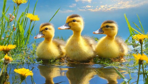 KI generated, animal, animals, bird, birds, biotope, habitat, one, single animal, foraging,