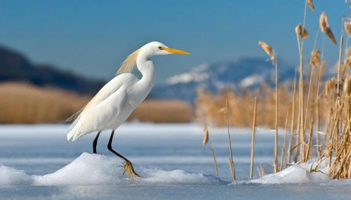 KI generated, animal, animals, bird, birds, biotope, habitat, one, individual, water, reed, snow,
