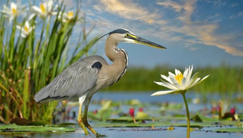 KI generated, animal, animals, bird, birds, biotope, habitat, one, individual, water, reed, winter,