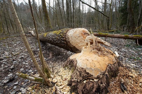 European beaver (Castor fiber), tree felled by a beaver, Thuringia, Germany, Europe