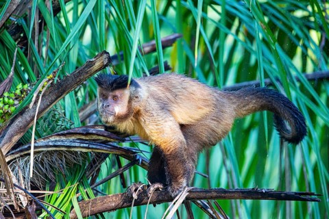 Crested capuchin (Cebus apella) Pantanal Brazil