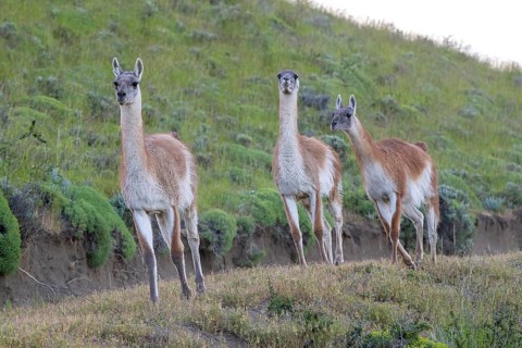 Guanaco (Llama guanicoe), Huanaco, group of animals running, adult, Torres del Paine National Park,