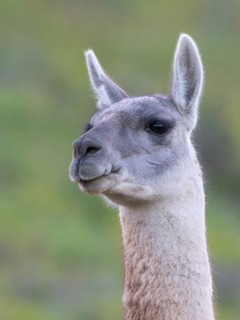 Guanaco (Llama guanicoe), Huanaco, adult, animal portrait, Torres del Paine National Park,