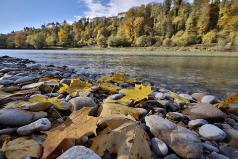 Yellow maple leaves lie on grey stones on the banks of a river in autumn, in the background a