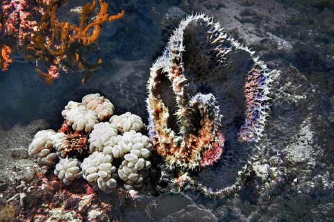 Bubble coral (Plerogyra sinuosa), and barrel sponge (Xestospongia testudinaria), Wakatobi Dive