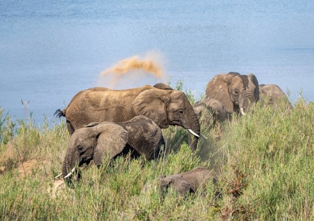 African elephants (Loxodonta africana), on the banks of the Sabie River, taking a dust bath, Kruger