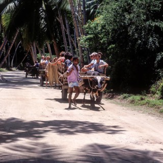 Seychelles, La Digue, means of transport, oxcart, Africa