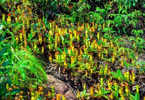 Seychelles, flora, pitcher plants, Africa