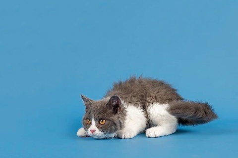 Pedigree cat Selkirk Rex. Kitten, age 10 weeks, colour blue white, studio picture