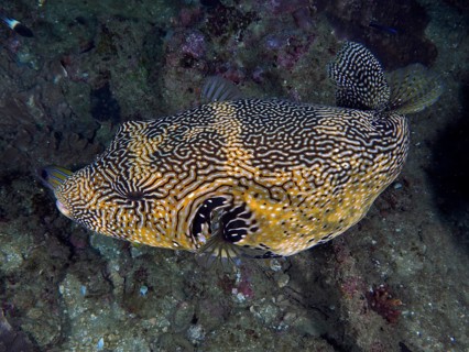 Map puffer (Arothron mappa), Sodwana Bay dive site, Maputaland Marine Reserve, KwaZulu Natal, South