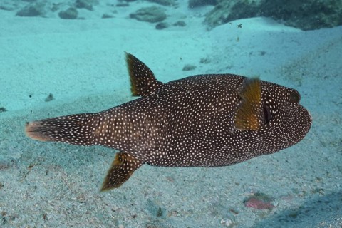 Guineafowl puffer (Arothron meleagris), Sodwana Bay National Park dive site, Maputaland Marine