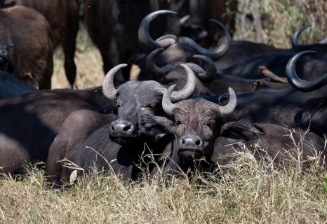Herd of african buffalo (Syncerus caffer caffer) lying in dry grass, African savannah, Kruger