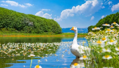 AI generated, animal, animals, bird, birds, biotope, habitat, one, individual, foraging, wildlife,