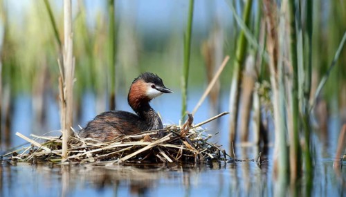 Ai generated, animal, animals, bird, birds, biotope, habitat, a, individual, swims, waters, reeds,