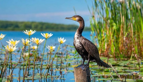 Ai generated, animal, animals, bird, birds, biotope, habitat, a, single animal, stands on pole,