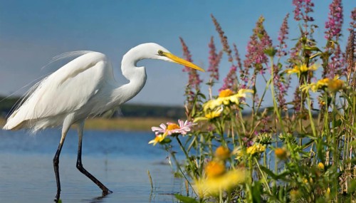 KI generated, animal, animals, bird, birds, biotope, habitat, one, individual, water, reeds, water