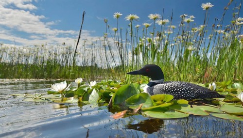 Ai generated, animal, animals, bird, birds, biotope, habitat, a, individual, swims, waters, breeds,